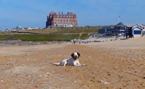 Spindrift Dog Friendly